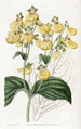 Calceolaria à fleurs crénelées - Sydenham Edwards — widok dzieła