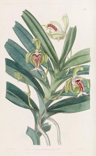 Sydenham Edwards - Crested Vanda.webp