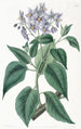 Solanum à feuilles frisées - Sydenham Edwards — widok dzieła