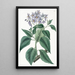 Solanum à feuilles frisées - Sydenham Edwards — oprawiony obraz na ścianie