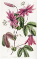 Passiflore cramoisie - Sydenham Edwards — widok dzieła