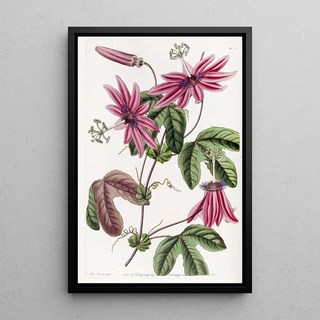 Sydenham Edwards - Crimson Passionflower.webp