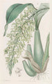 Rodriguezia parfumée et frisée - Sydenham Edwards — widok dzieła