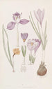 Crocus - Sydenham Edwards — widok dzieła
