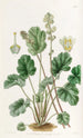 Heuchera cylindrique - Sydenham Edwards — widok dzieła
