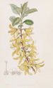 Forsythia vert foncé - Sydenham Edwards — widok dzieła