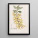 Forsythia vert foncé - Sydenham Edwards — oprawiony obraz na ścianie