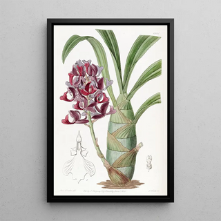 Sydenham Edwards - Darkpurple Mormodes.webp