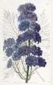 Delphinium Barlowii - Sydenham Edwards — widok dzieła