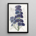 Delphinium Barlowii - Sydenham Edwards — oprawiony obraz na ścianie