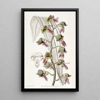 Sydenham Edwards - Dingy Monkflower.webp