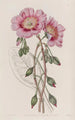 Calandrinia wyblakła - Sydenham Edwards — widok dzieła