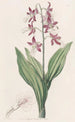 Fairbloom wybielony - Sydenham Edwards — widok dzieła