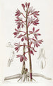 Dipodium tacheté - Sydenham Edwards — widok dzieła