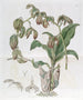 Moucherolle à feuilles penchées - Sydenham Edwards — widok dzieła