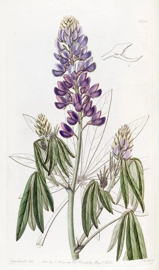 Sydenham Edwards - Droopingleaved Lupine.webp