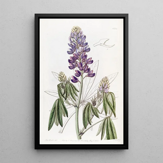 Sydenham Edwards - Droopingleaved Lupine.webp