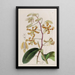 Dendrobium terne - Sydenham Edwards — oprawiony obraz na ścianie