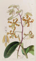 Dendrobium terne - Sydenham Edwards — widok dzieła