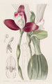 Lycaste à fleurs régulières - Sydenham Edwards — widok dzieła
