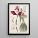 Lycaste à fleurs régulières - Sydenham Edwards — oprawiony obraz na ścianie