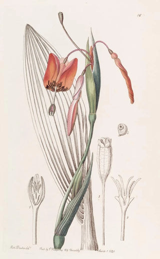 Sydenham Edwards - Flamecoloured Stiffstalk.webp