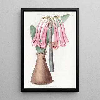 Sydenham Edwards - Fleshcoloured Cyrtanthus.webp