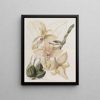 Sydenham Edwards - Fourhorned Stanhopea.webp