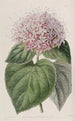 Clérodendron odorant - Sydenham Edwards — widok dzieła