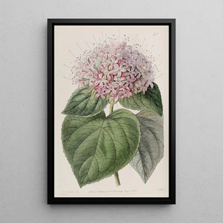 Sydenham Edwards - Fragrant Clerodendron.webp