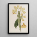 Dendrobium sillonné - Sydenham Edwards — oprawiony obraz na ścianie