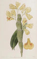 Dendrobium sillonné - Sydenham Edwards — widok dzieła