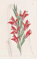 Variété de jardin - Sydenham Edwards — widok dzieła