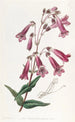 Pénstémon gentianacé - Sydenham Edwards — widok dzieła