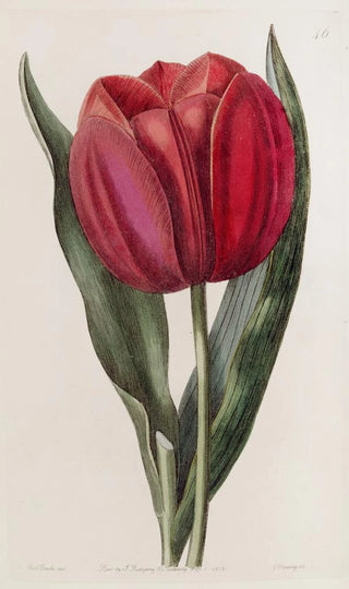 Sydenham Edwards - Gesners Tulip.webp