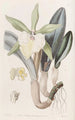 Brassavola glauque - Sydenham Edwards — widok dzieła