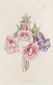 Gloxinia speciosa - Sydenham Edwards — widok dzieła