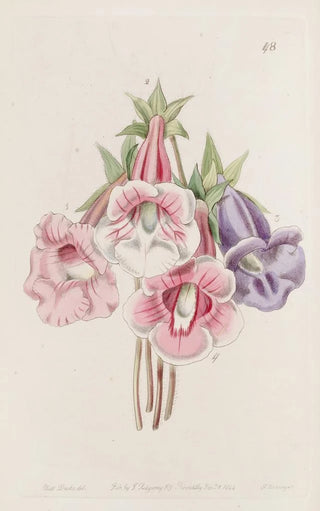Sydenham Edwards - Gloxinia speciosa.webp