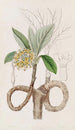 Edgeworthia dorée - Sydenham Edwards — widok dzieła