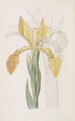 Iris doré - Sydenham Edwards — widok dzieła