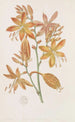 Tritonia dorée - Sydenham Edwards — widok dzieła