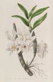 Dendrobium z złotymi kwiatami - Sydenham Edwards — widok dzieła