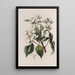 Philadelphus autorstwa Gordona - Sydenham Edwards — oprawiony obraz na ścianie