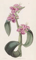 Tradescantia z kroplami łączeń - Sydenham Edwards — widok dzieła