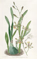 Epidendrum gracieux - Sydenham Edwards — widok dzieła