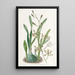 Epidendrum gracieux - Sydenham Edwards — oprawiony obraz na ścianie