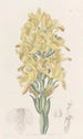 Chloraea à nervures vertes - Sydenham Edwards — widok dzieła