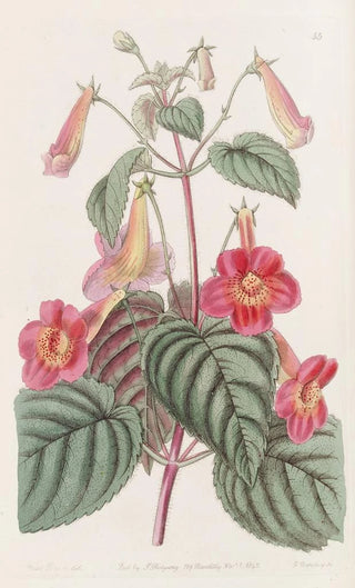 Sydenham Edwards - Hairy Achimenes.webp