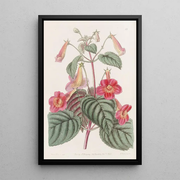 Sydenham Edwards - Hairy Achimenes.webp