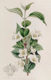Syringa velu - Sydenham Edwards — widok dzieła